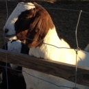 Shiekhs's Stock Yard - Livestock Buyers