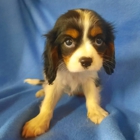 Lotus Point Puppies