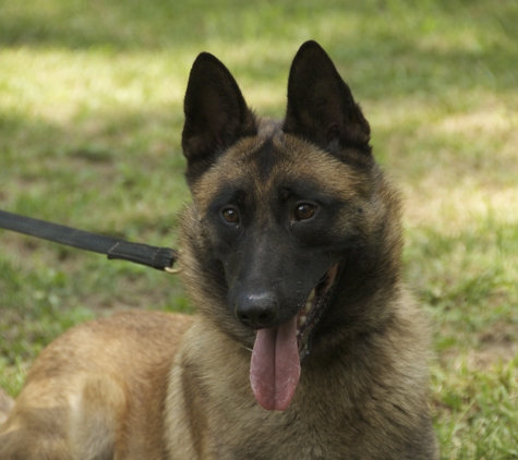 Metropolitan K-9 - Glen Burnie, MD