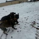 Barkerhaus Kennels - Pet Training