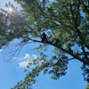 BC’s Tree Service gallery