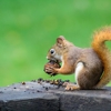 Wolfe's Wildlife Control gallery