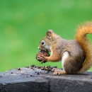 Wolfe's Wildlife Control - Pest Control Services
