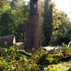 Pacific Northwest Tree Services