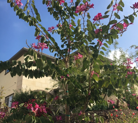 Del Rio Landscape - Carlsbad, CA