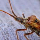 Ysoli Pest Control - Termite Control