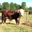 Bragg Herefords , Bragg Ranch Herefords - Ranches