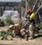 Arborista Trees - Tree & Stump Removal Services