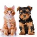 Deep Creek Veterinary Hospital - Veterinary Clinics & Hospitals