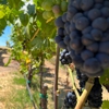 Sonoma Wine Rides gallery
