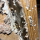 Boss Pest Solutions