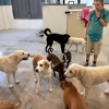 My Three Dogs - Coleman gallery