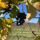 DeLoach Vineyards - Wineries