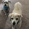 Flowertown Animal Hospital gallery