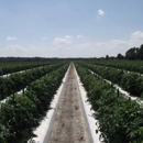 Tomatoes Of Ruskin - Grocery Stores