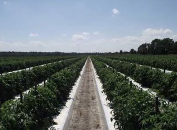 Tomatoes Of Ruskin - Ruskin, FL