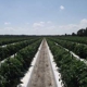 Tomatoes Of Ruskin