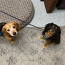 Fairfax Veterinary Hospital - Pet Services