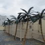 Dans Artificial Palm Trees & Restoration