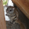 NCS Wildlife Solutions gallery