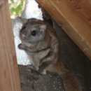 NCS Wildlife Solutions - Pest Control Equipment & Supplies
