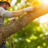 P&P Landscaping and Tree Service gallery