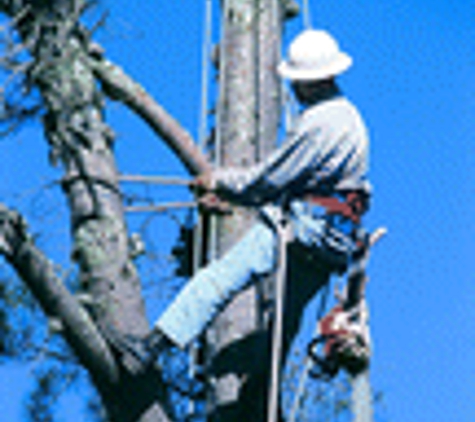 Big Ben's Tree Service - Jacksonville, FL