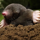 Paffy's Pest Control - Pest Control Equipment & Supplies