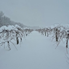 Faraone & Di Martino Farms