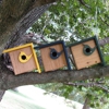 JCS Wildlife gallery