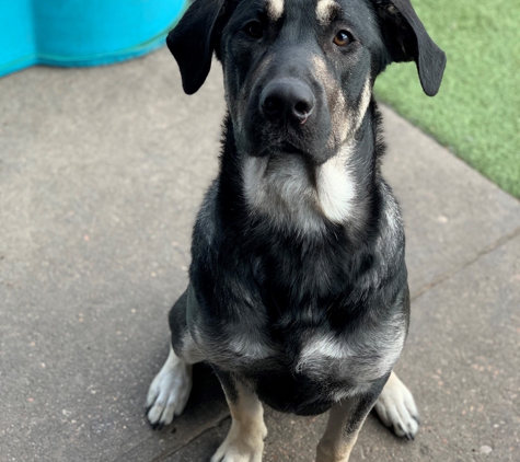 Canine Fitness & Fun Center - Denver, CO