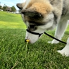 Full House Dog Training gallery