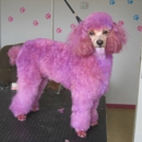 Scrubbing Bubbles Pet Salon - Pet Grooming