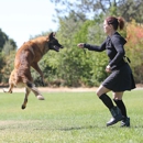 Elissa Cline Dog Training - Dog Training