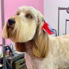 Woof Gang Bakery & Grooming Estero