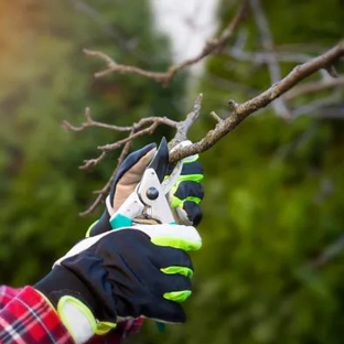 Tree Tech Services - Sacramento, CA