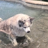 Bayside Pet Resort gallery