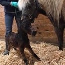 Roche Equine Veterinary Service - Veterinarians