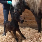 Roche Equine Veterinary Service