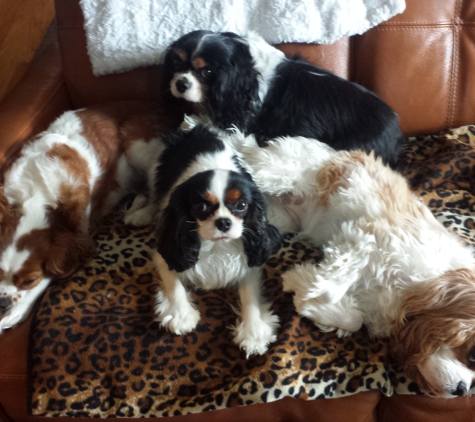 All Paws Pet Sitting - Bay Shore, NY. my Cavalier Brigade!!