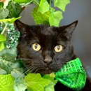 VCA Thornton Animal Hospital - Veterinarians