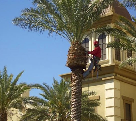 Chop Chop Tree - San Antonio, TX