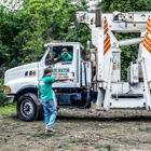 Tree Doctor Tree Services