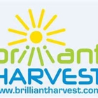 Brilliant Harvest