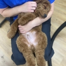 Belly Rubs Dog Grooming Inc - Pet Grooming