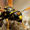 Bug-A-Pest Termite & Pest gallery