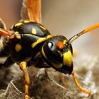 Bug-A-Pest Termite & Pest