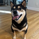 Liz's Pet Care - Pet Services