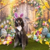 Aloha Pet Resort & Spa gallery