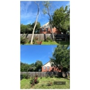 Box Tree Care - Arborists